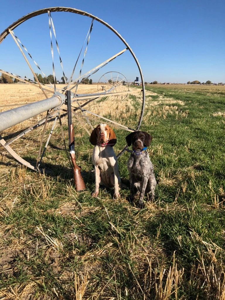 Upland dog kennel Breeder, Breeder, Puppies